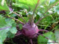 /album/fotogaleria/copy-of-kohlrabi-in-garden-jpg/